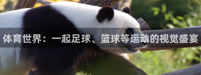 k1体育链接：体育世界：一起足球、篮球等运动的视觉盛宴